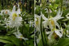 Erythroniummontanumx2_small.jpg