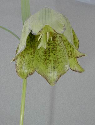 Fritillariahupehensis.jpg