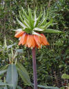 Fritillariaimperalis_small.jpg