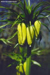 fritillaria_imperialis_1_small.jpg