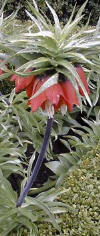 fritillaria_imperialisw_small.jpg